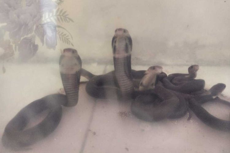 A group of cobras found in East Java province's Gresik regency