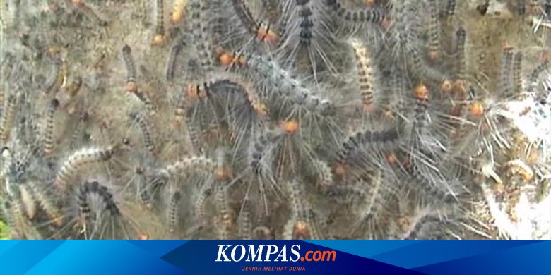 Ini Dilakukan Ulat Bulu Dalam 5 Hari