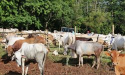 Sumut Beri Bantuan 2500 Ternak, Kementan Siapkan Asuransinya