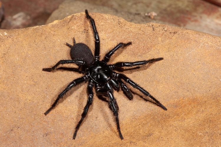 Laba-laba funnel-web, Funnel-web Sydney Spider. Salah satu spesies laba-laba paling beracun di dunia yang hanya ditemukan di Australia.