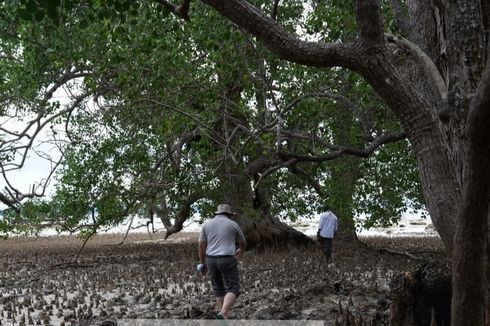 Pulau Langer Belitung dengan Hutan Bakau Purba Bakal Dikenalkan pada Delegasi G20