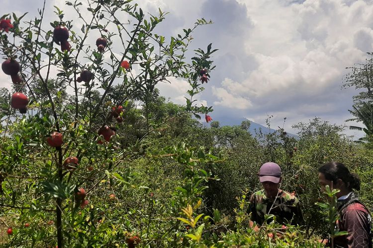 Pekebun delima Iwan Purwanto (bertopi) berbincang dengan pengunjung di kebun delima keluarganya di Dusun Merak, Desa Sumberwaru, dalam Taman Nasional Baluran, Kecamatan Banyu Putih, Kabupaten Situbondo, Senin (24/10/2022).