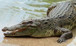 Buaya Kepanasan Akibat Perubahan Iklim, Ini Dampaknya