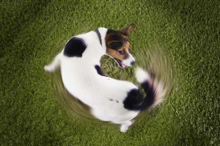 Ilustrasi anjing mengejar ekornya.