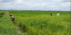 Food Estate di Kapuas dan Pulang Pisau, Petani Untung dan Lahan Makin Produktif