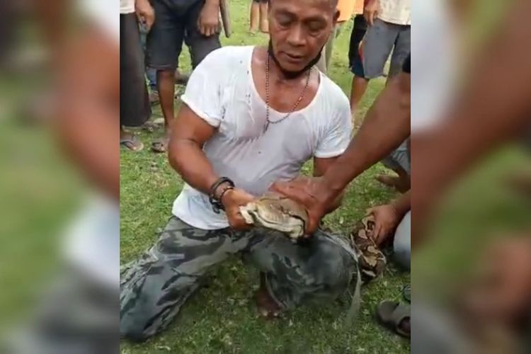 Sebuah video yang memperlihatkan warga di Kabupaten Buton Tengah, Sulawesi Tenggara yang menangkap seekor ular piton sepanjang sekitar 9 meter viral di media sosial, Senin (27/2/2023).