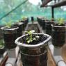 Mengenal Sistem Wick, Cara Tanam Tanpa Repot Siram Tiap Hari