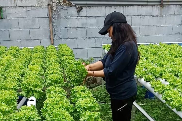Cerita IRT di Situbondo Raup Rp 2 Juta per Bulan dari Hidroponik di Lahan Sempit