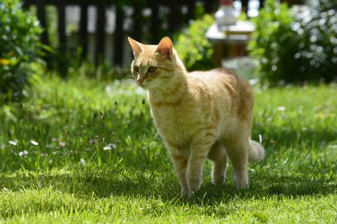 Alasan Kucing Tidak Mengeluarkan Suara Saat Berjalan
