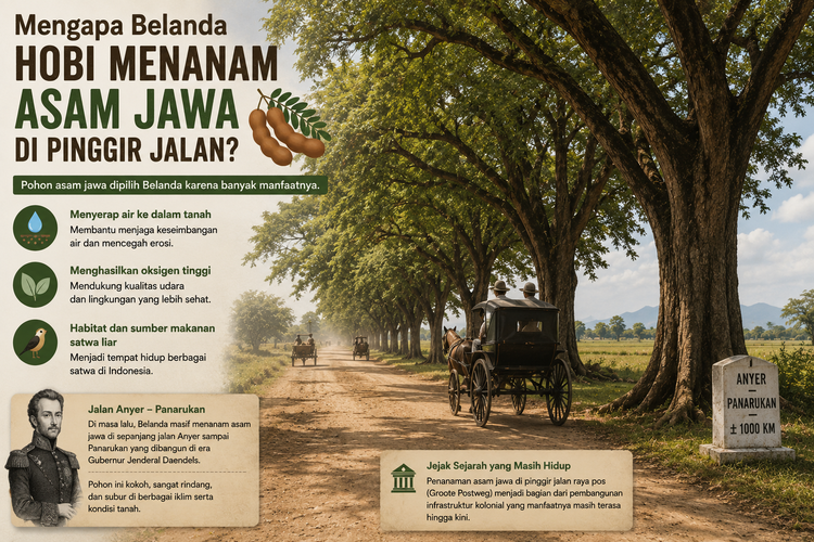 Alasan Belanda Hobi Tanam Pohon Asam Jawa di Pinggir Jalan