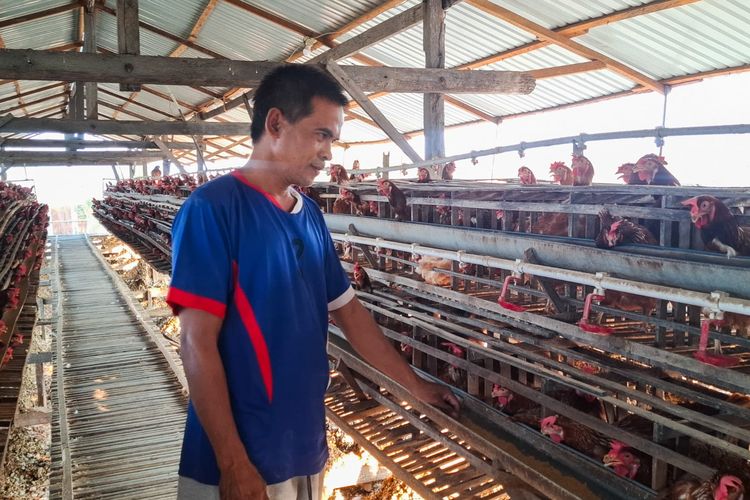 Ayam Stres akibat Listrik Padam, Peternak di Palu Pasrah Produksi Telur Anjlok