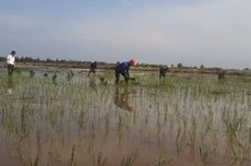 Cagub Kalteng Setujui "Food Estate", Pegiat Lingkungan Beri Catatan Kritis