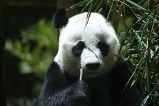 Panda Raksasa Asal China Dikenalkan ke Publik November Ini