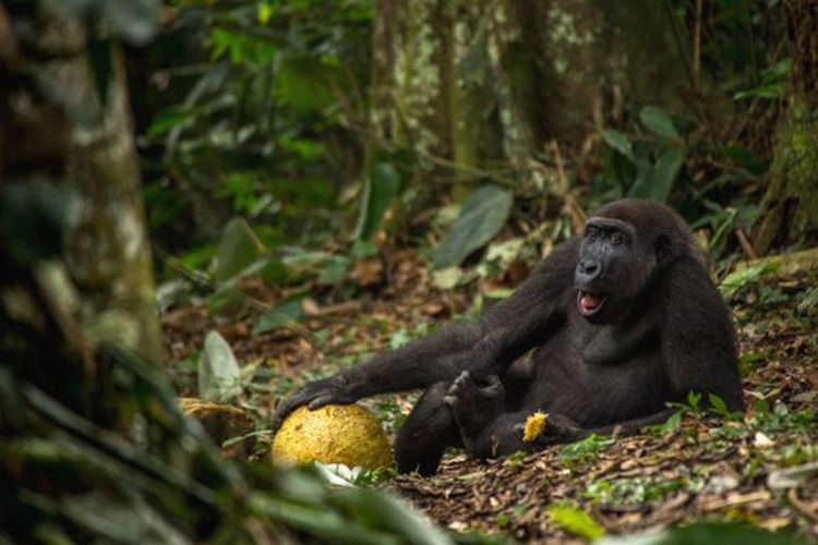Daniël Nelson meraih penghargaan untuk kategori Young Wildlife Photographer of the Year berkat foto gorila bernama Caco.