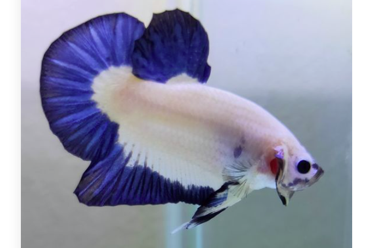 Lihat Foto Ikan cupang blue rim (Pinterest)
