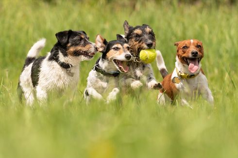 5 Tips Mengajak Anjing Berkumpul dengan Sahabat Bulu Lainnya