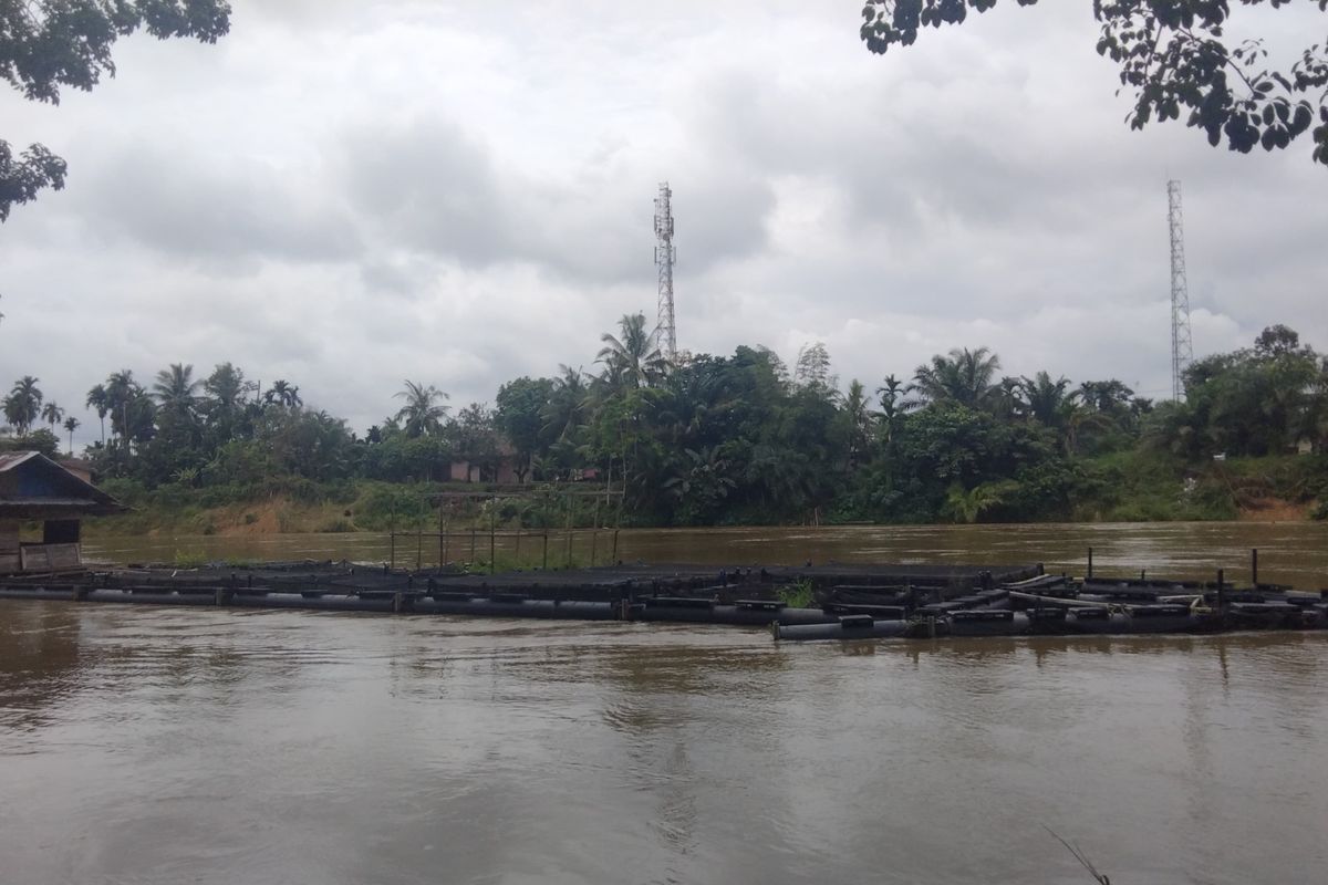 Pembukaan Pintu Bendungan PLTA Koto Panjang Bikin Cemas Petani Keramba Apung