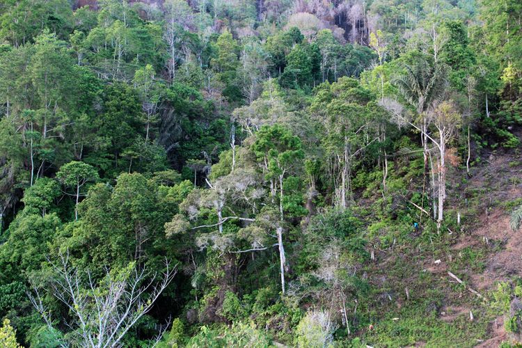 Kondisi lereng perbukitan yang banyak ditumbuhi pohon aren. Pohon ini menjadi sumber penghasilan warga dengan membuat gula batu 