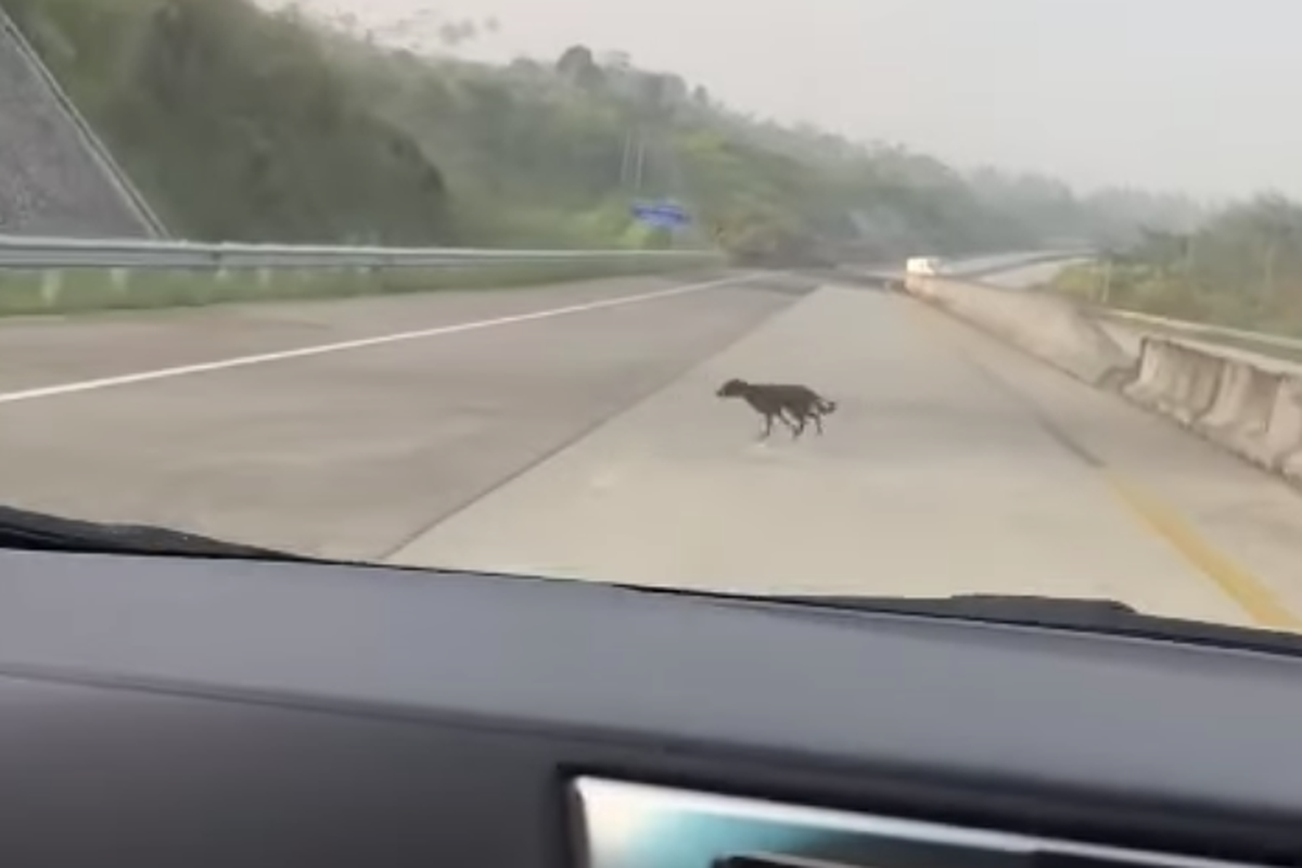 video anjing menyeberang di jalan tol