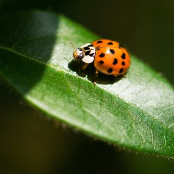 ilustrasi kepik ladybug