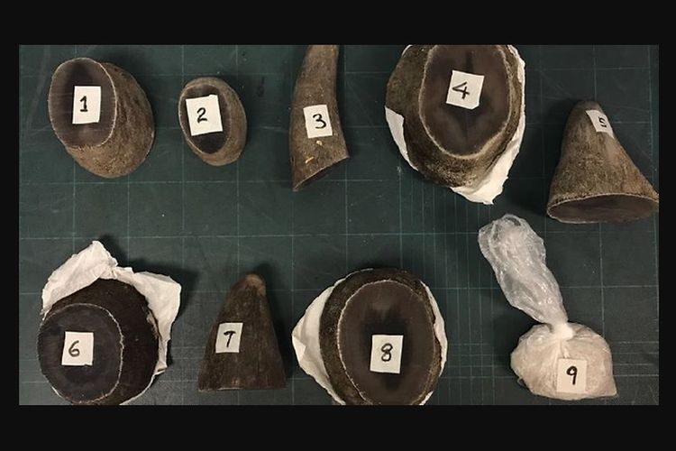 Barang bukti delapan potong cula dan sekantong serutan cula yang diketahui berasal dari hewan badak yang dilindungi disita otoritas Singapura dari seorang warga Vietnam.
