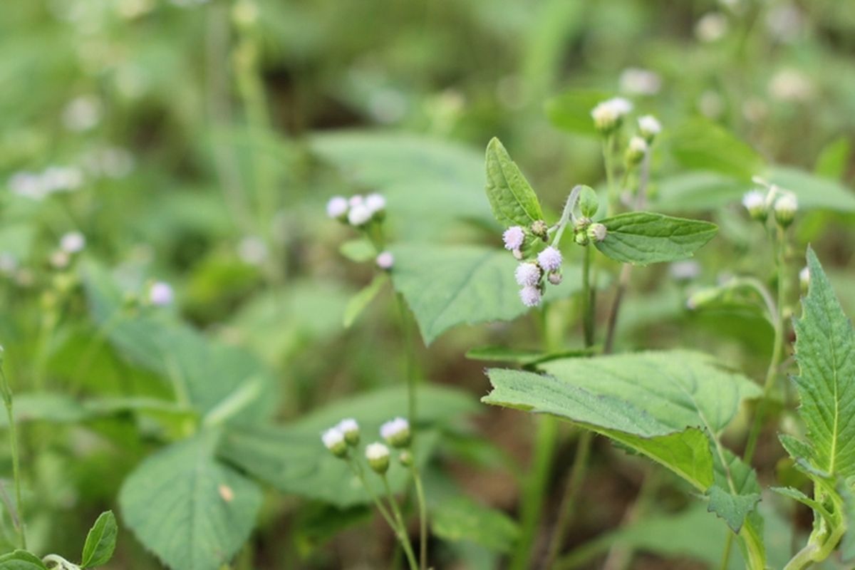 Ilustrasi tanaman bandotan atau babadotan (Ageratum conyzoides Linn.).