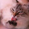 6 Manfaat Menjilati Tubuh bagi Kucing