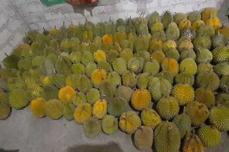 Caption photo: Buah durian milik petani Donatus Lon di Kampung Wetik, Desa Goloriwu, Kecamatan Kuwus Barat, Kabupaten Manggarai Barat, NTT, Jumat, (24/2/2023). (KOMPAS.com/DOK/KADES GOLORIWU/EDO MENSE)