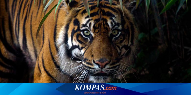 Peraturan Memelihara Hewan Liar Dilindungi
