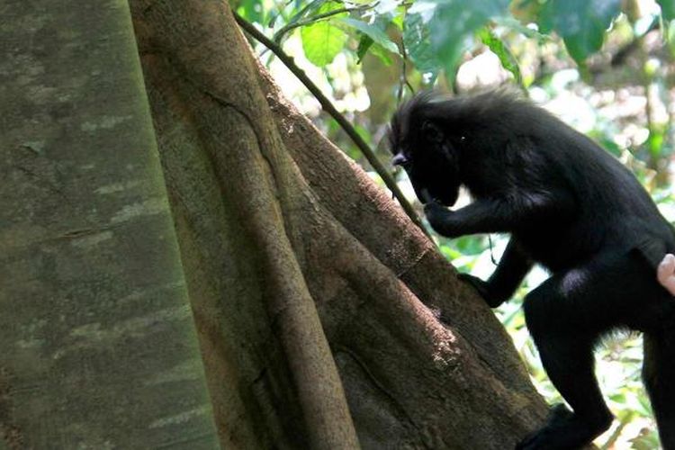 Seekor monyet Hitam Sulawesi (Macaca nigra) sedang berada di kawasan Taman Nasional Tangkoko, Bitung, Sulawesi Utara.