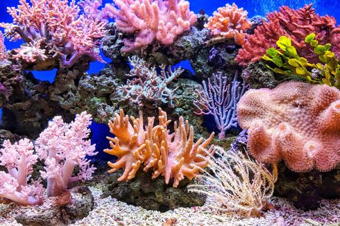 12 Tumbuhan yang Hidup di Ekosistem Laut