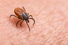 Lebih dari 14 Persen Orang di Dunia Diduga Terkena Penyakit Lyme, Apa Itu?