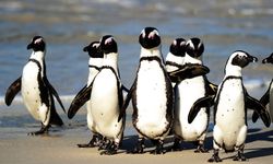 62.000 Penguin Afrika Mati Kelaparan, Gabungan Perubahan Iklim dan Eksploitasi Sarden