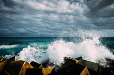 Spesies Rayap Baru Ditemukan, Dinamai Moby Dick