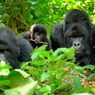 Gorila Ternyata juga Menjaga Jarak untuk Cegah Penyebaran Penyakit, Studi Temukan