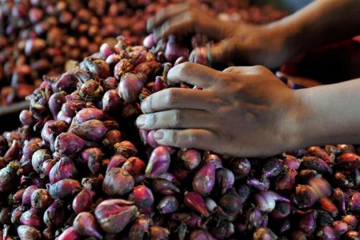 Pedagang bawang merah menata dagangannya di Pasar Senen, Jakarta, Selasa (5/3/2013). Harga produk holtikultura seperti cabai, bawang merah, dan bawang putih tinggi. Bawang merah dijual Rp 26.000 per kilogram sedangkan bawang putih Rp 36.000 per kilogram.

