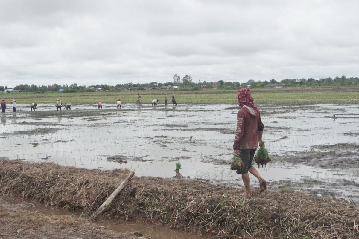 Petani sedang mengolah lahan food estate