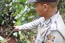 Polisi Terus Kejar Pembunuh dan Pencuri Gading Gajah Bunta