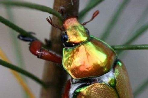 Kumbang Natal Perlahan Menghilang dari Australia