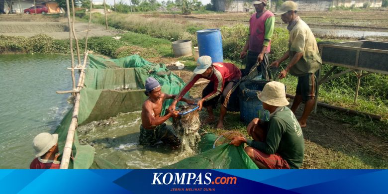 Penghasilan Rp 100 Jutaan Per Hari Kisah Juragan Lele Di Indramayu Halaman All Kompas Com