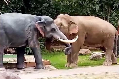 Disangka Rival Cinta, Patung Jumbo Diserang Gajah Jantan yang Marah hingga Terguling