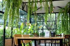 7 Cafe Susana Asri di Yogyakarta, Ngopi di Antara Pohon