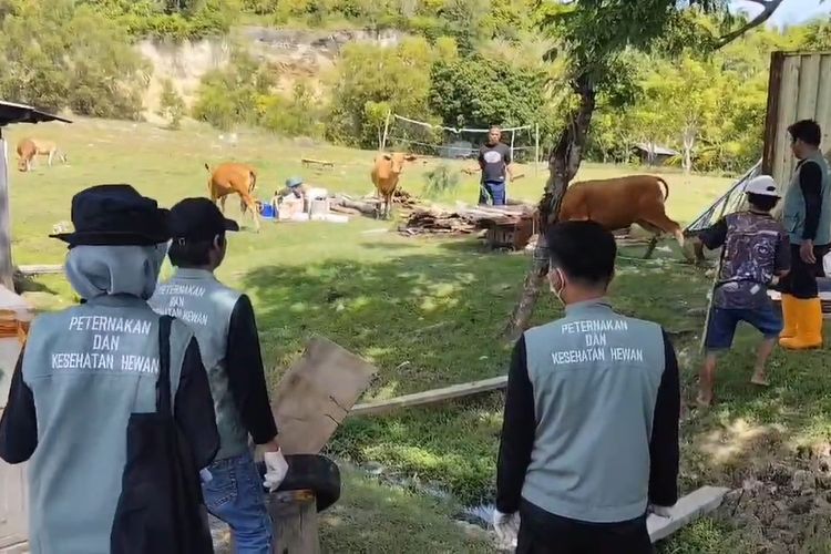 Penyebaran PMK di Polewali Mandar Meluas, Vaksinasi Sapi Dipercepat