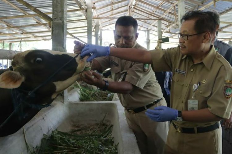 Kepala Dipangtan Kota Solo, Eko Nugroho Isbandijarso saat memeriksa sapi di lokasi penampungan hewan kurban di Solo, Jawa Tengah pada Senin (10/6/2024).