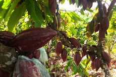 Dari 8.000 Hektar, Kebun Kakao Di Sebatik Susut Jadi 2.000 Hektar 