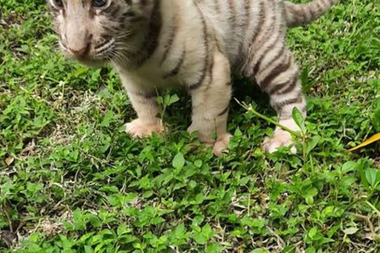 Tiga Bayi Harimau Benggala Lahir di Taman Safari Prigen