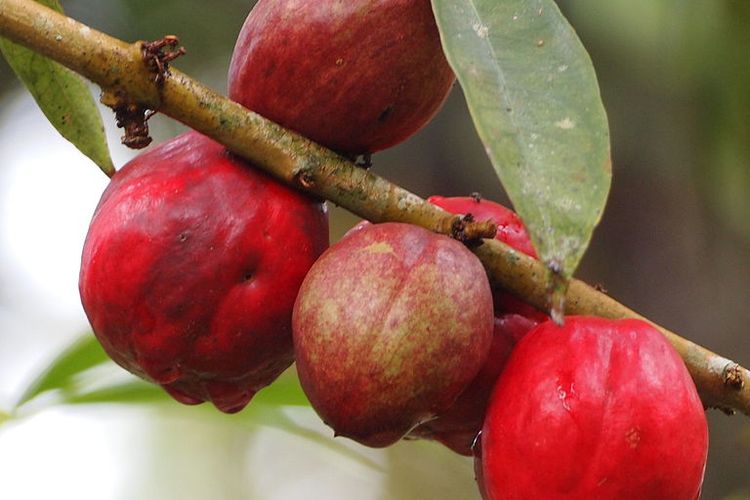 Ilustrasi buah mahkota dewa, tanaman mahkota dewa. 