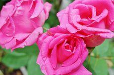 5 Penyebab dan Cara Mengatasi Bunga Mawar Layu atau Mengering