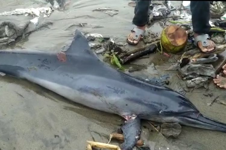 Seekor lumba-lumba ditemukan mati di dekat tumpukan sampah Pantai Padang, Sabtu (11/1/2020)