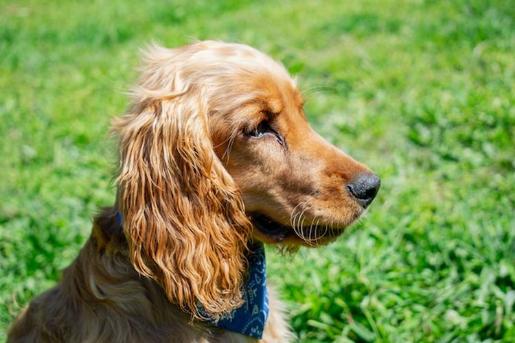 American Cocker Spaniel